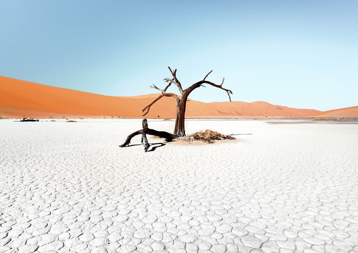 Namibia tree
