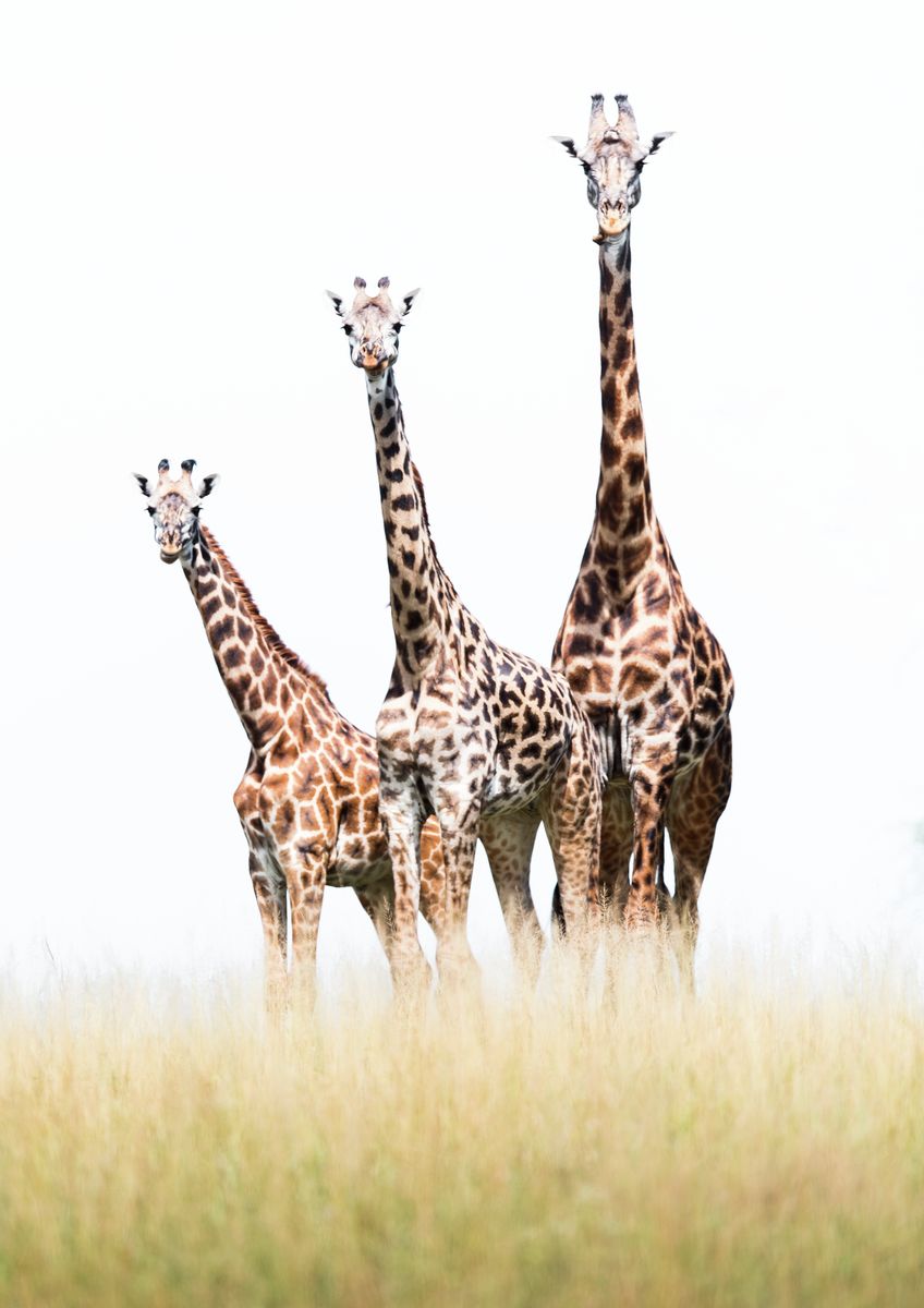 Three Musketeers