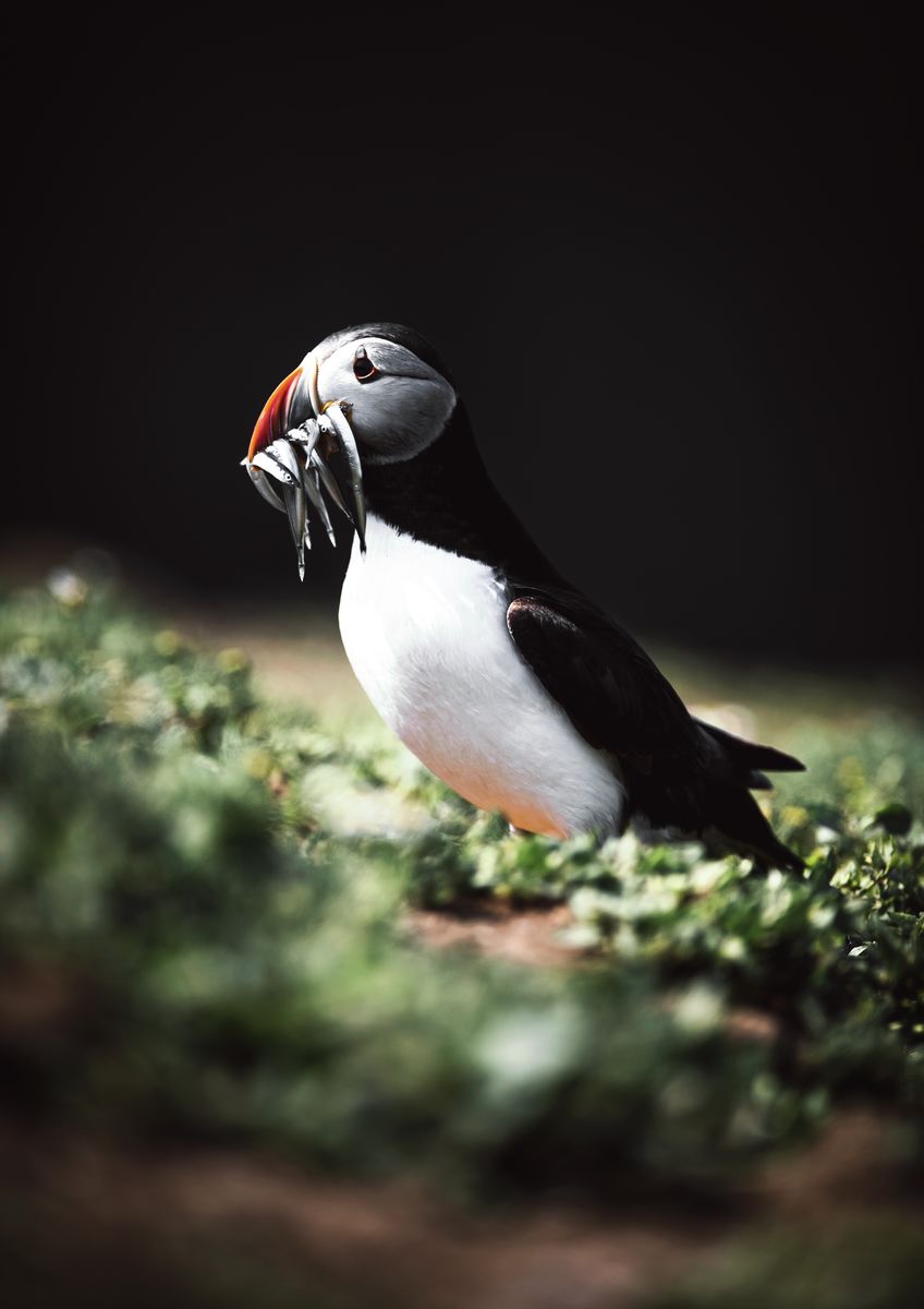 Skomer Island