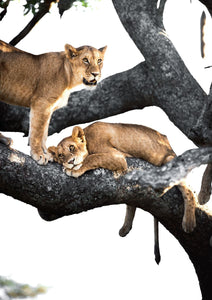 Young lions